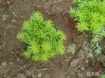 高度15厘米金叶佛甲草