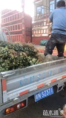 高度50厘米大叶栀子