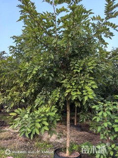 12公分黄花腊肠树