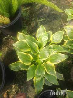 高度20厘米玉簪