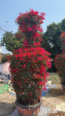 5公分酒瓶造型三角梅