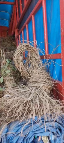 100厘米五叶地锦