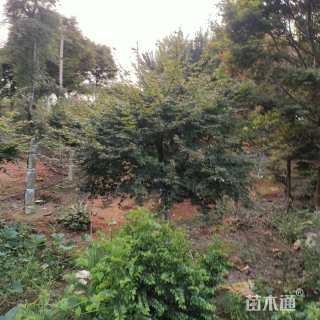 21公分日本红枫-红舞姬