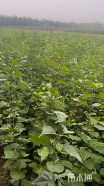 高度60厘米丁香