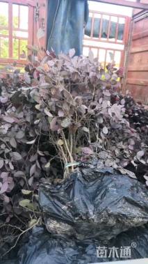 高度40厘米金森女贞