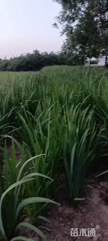 高度40厘米黄菖蒲