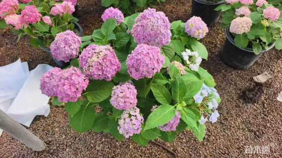 高度50厘米圆锥绣球