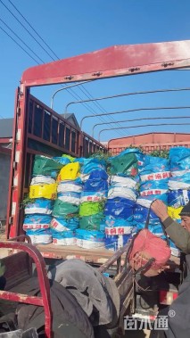 高度30厘米超级鼠尾草