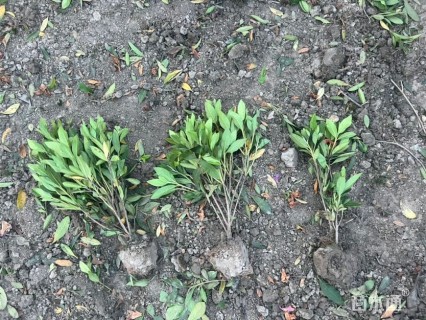 高度30厘米毛鹃