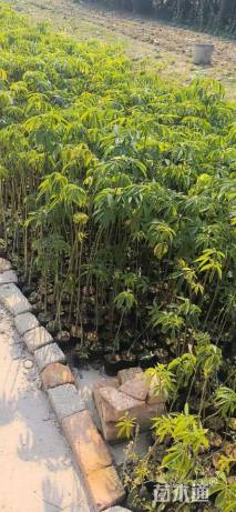 1公分美丽异木棉