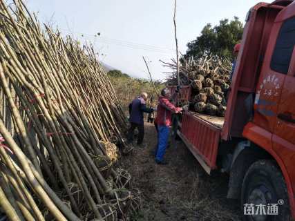 高度250厘米紫荆