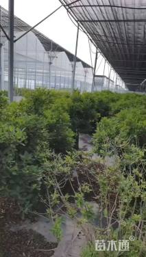 容器苗安酷杜鹃