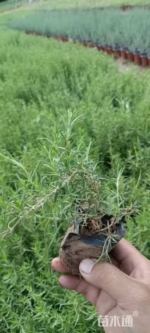高度15厘米丛生福禄考