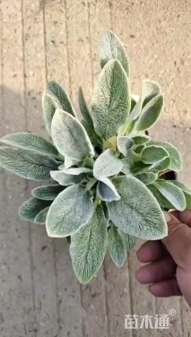 高度15厘米毛水苏