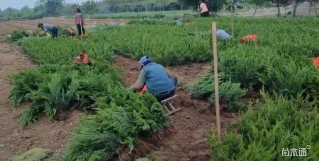 高度40厘米龙柏