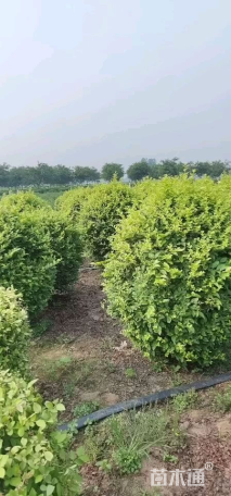 冠幅150厘米金叶女贞球