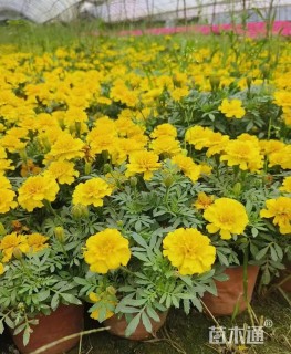 高度35厘米孔雀草