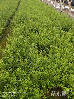 高度30厘米小叶黄杨