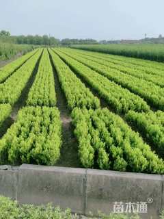 高度30厘米瓜子黄杨