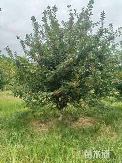 11公分绚丽海棠