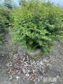 高度30厘米细叶合欢