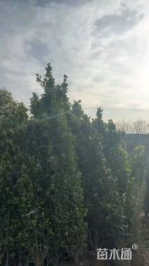 高度180厘米大叶黄杨柱