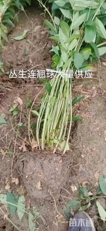 高度100厘米连翘