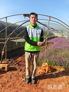 高度25厘米墨西哥鼠尾草