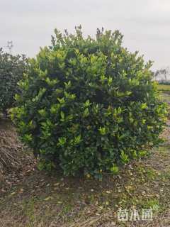 冠幅180厘米金森女贞球