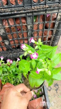 高度15厘米夏堇