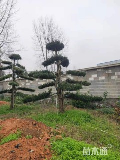 移栽苗造型罗汉松