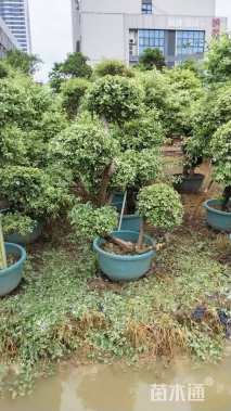 5公分造型三角梅