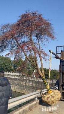 高度250厘米羽毛枫