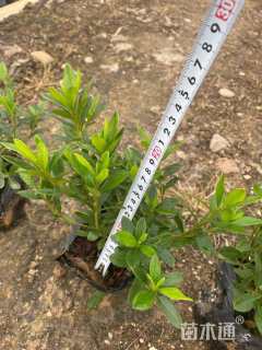 高度20厘米杜鹃