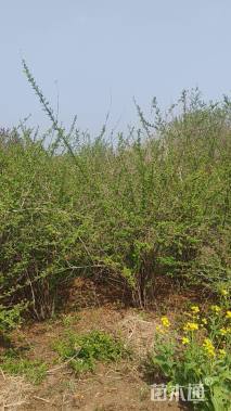 高度200厘米黄刺玫