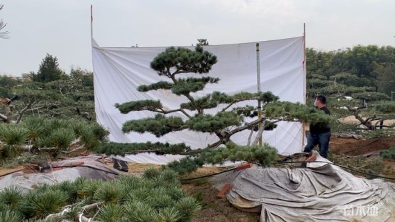 15公分五针松