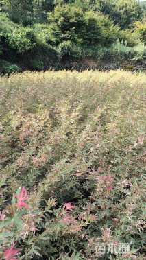 0.6公分日本红枫