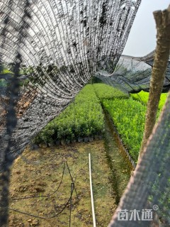 高度30厘米瓜子黄杨