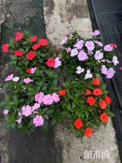 高度35厘米凤仙花