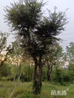 35公分朴树