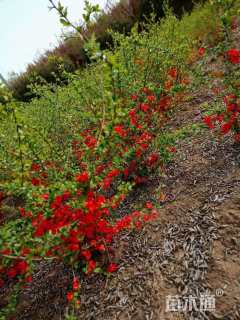 高度250厘米贴梗海棠