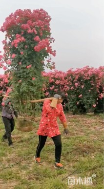 高度250厘米月季