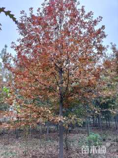 20公分北美红栎