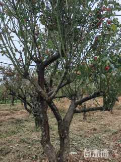 高度240厘米月季