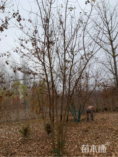 高度500厘米丛生五角枫