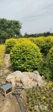 冠幅80厘米金叶女贞球