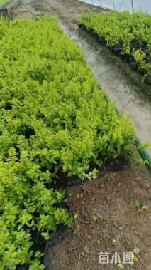 大杯苗亮晶女贞小苗