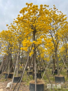 10公分黄花风铃木