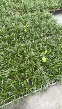 高度5厘米玉龙草