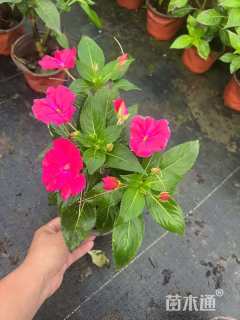 高度15厘米超级凤仙花